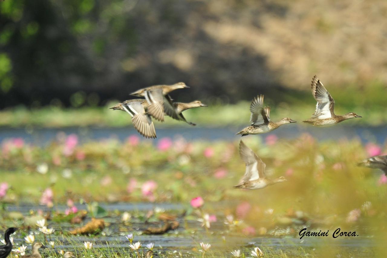 Captain'S Bird Safari Lodge Puttalam Εξωτερικό φωτογραφία